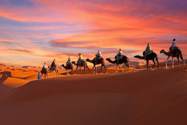 caravane-de-chameaux-traversant-le-desert-du-sahara-au-maroc-au-coucher-du-soleil caravane-de-chameaux-traversant-le-desert-du-sahara-au-maroc-au-coucher-du-soleil